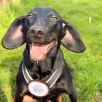 💙Cormac💙 such sein Zuhause, Hund zur Adoption