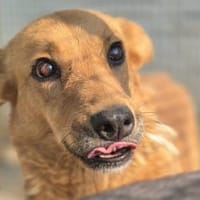 Sienna- schöne Hündin in 47804 Krefeld, Hündin zur Adoption