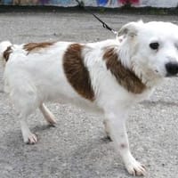 Aviva ist eine so süße + liebe Hündin!, Hündin zur Adoption
