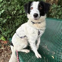 Grace im Tierheim Sulzbach, Hündin zur Adoption