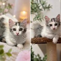 MIMOSA, chatte à adopter
