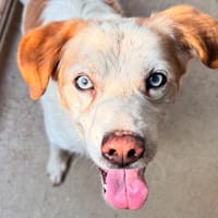 Rox, chien à adopter