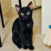 PEDRO, chat à adopter