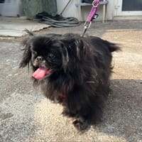 FRANCK VAA, chien à adopter
