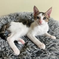 REBLOCHON QCT, chat à adopter