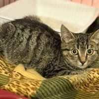 Billie CAB6111, chatte à adopter