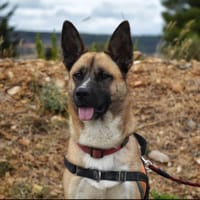 Zéphir, chien à adopter