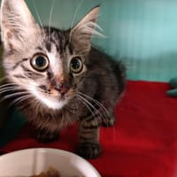 POMME, chatte à adopter