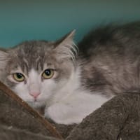 Saxo (en cours d'adoption), chatte à adopter