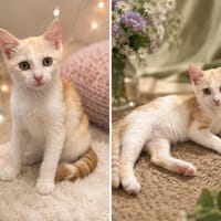 POLLEN, chat à adopter