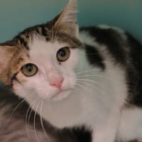Xylo, chat à adopter