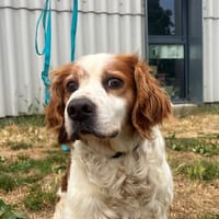 Léon, chien à adopter
