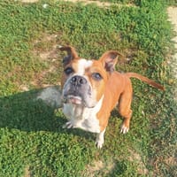 MARTEN, chien à adopter