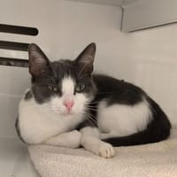 NEIGE, chatte à adopter