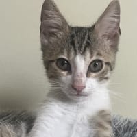 COULOMMIERS QCT, chat à adopter