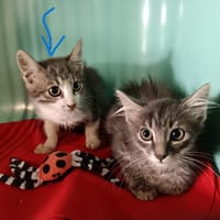 MYRTILLE, chat à adopter