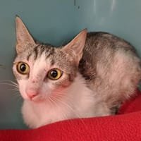 BRIE QCT, chatte à adopter