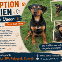 MC QUEEN (Réservé), chien à adopter