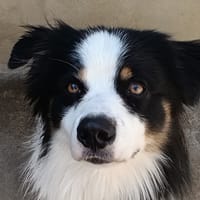 Vaïko, chien à adopter