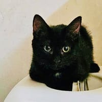 ZITA, chatte à adopter