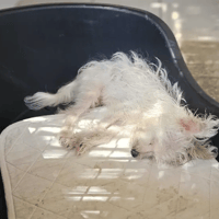 Jack, chien à adopter