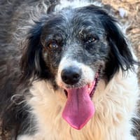 Lily, chienne à adopter