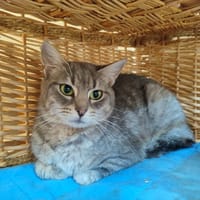 POLLY QCT, chatte à adopter