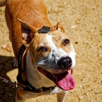 RED, chienne à adopter