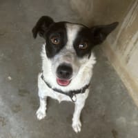 Jack, chien à adopter
