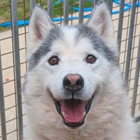 Hachi, chien à adopter