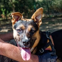 GUS, chien à adopter