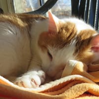 Tessaï, chat à adopter