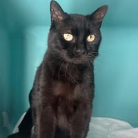 mazoute, chat à adopter