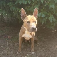 Médusa, chienne à adopter