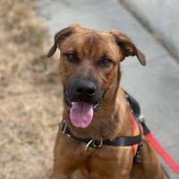 OLYMPE, chien à adopter