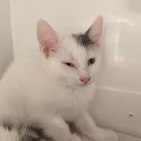 SNOWFLAKE, chatte à adopter