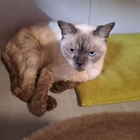 inky, chat à adopter
