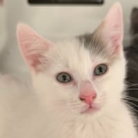 FLOCON, chat à adopter