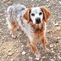 Billy, chien à adopter