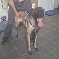 KAYA VAA, chienne à adopter