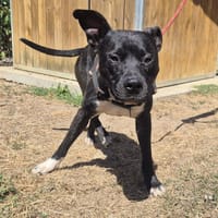RIO, chien à adopter