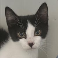 Zip, chat à adopter