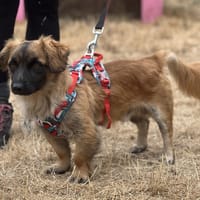 REX, chien à adopter