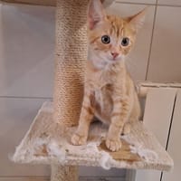pastèque, chat à adopter