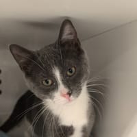 WHITE, chat à adopter