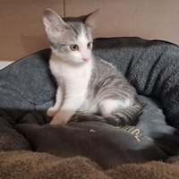 mandarin, chat à adopter