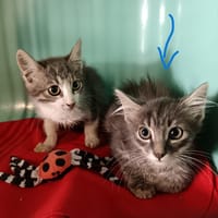 FRAMBOISE, chatte à adopter