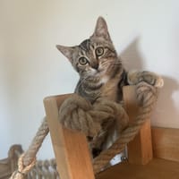 BAP, chatte à adopter
