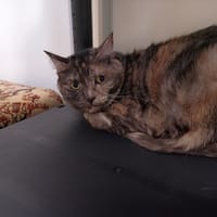 CHLOE, chatte à adopter