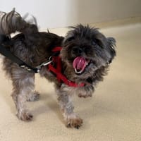 LAIKA PAA24390, chienne à adopter